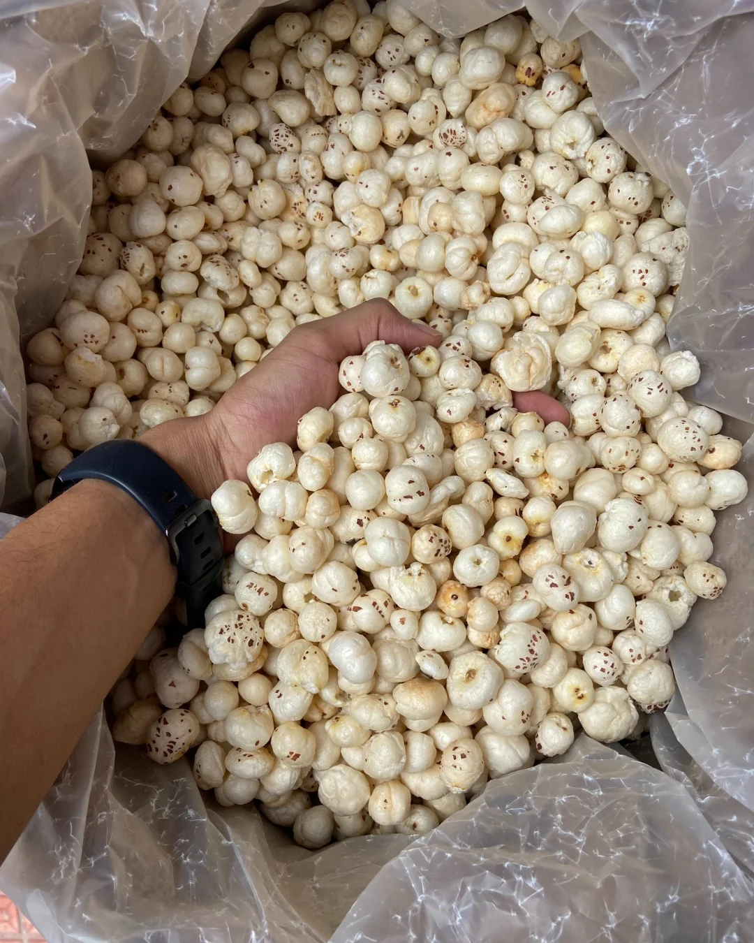 5+ Suta Makhana